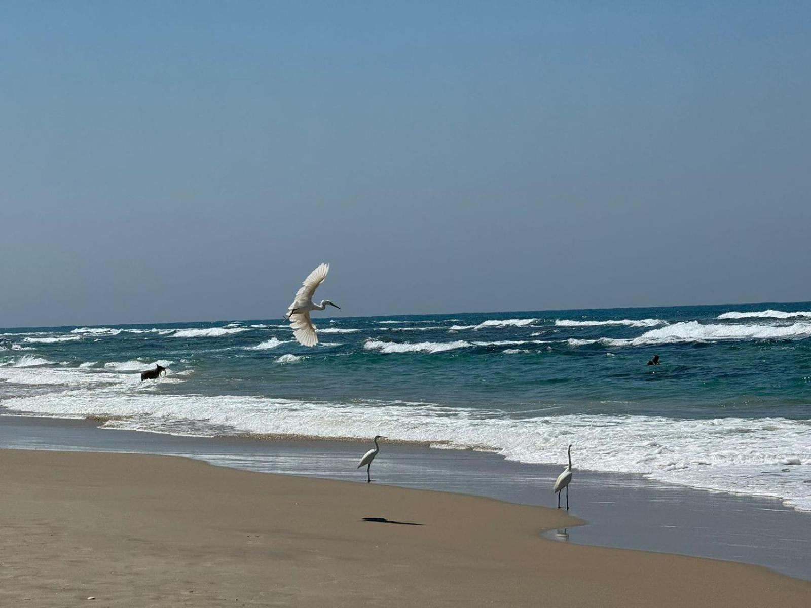 Go To Apartments In Leonardo Bat Yam Εξωτερικό φωτογραφία